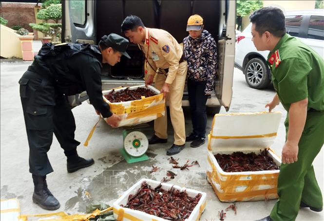 Lạng Sơn Bắt giữ gần 50kg tôm hùm đất nhập lậu