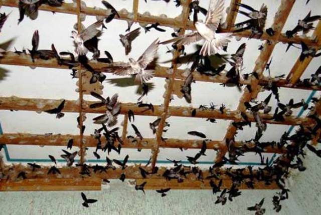 Phát triển chăn nuôi chim yến ở Việt Nam hiện nay Thực trạng và giải pháp