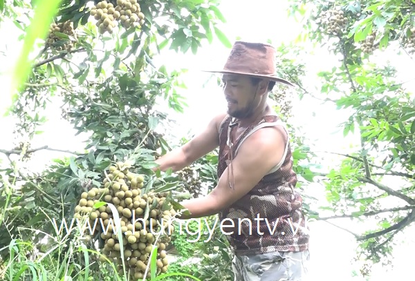 Một nông dân ở Kim Động thu trên 100 trăm triệu đồng từ nhãn sớm
