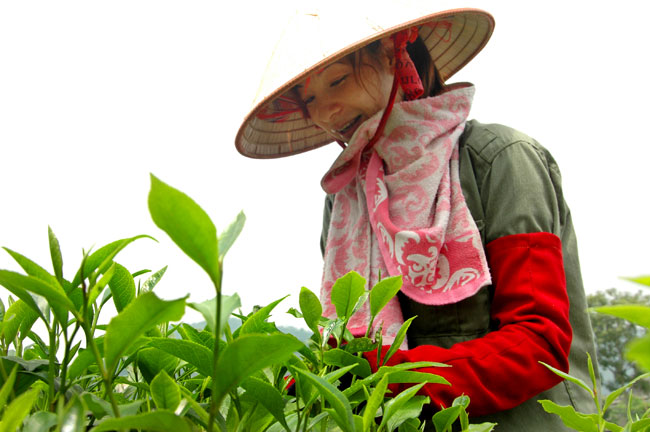 Về thăm đất chè đặc sản Tân Cương