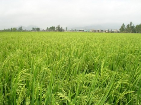 Quy định mới về quản lý, sử dụng đất trồng lúa