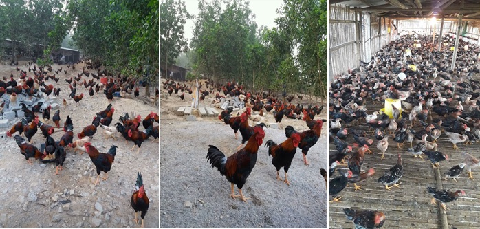 Bảo tồn và phát triển chăn nuôi bền vững giống gà tại Lạc Thủy