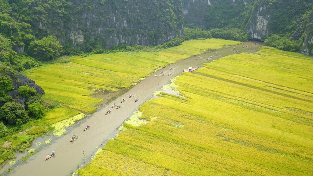 Mùa vàng Tam Cốc ​