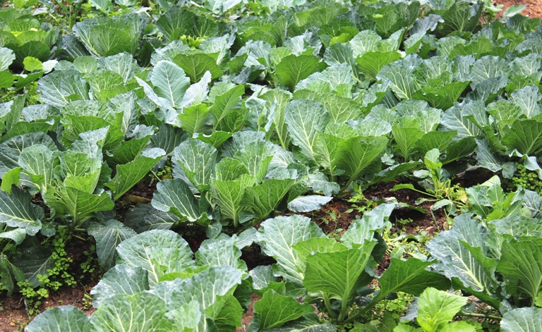 Vĩnh Phúc Bảo vệ an toàn cho sản xuất vụ Đông 2019