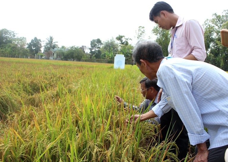 Vĩnh Phúc Tăng cường chỉ đạo phòng chống sinh vật hại lúa vụ Mùa 2019