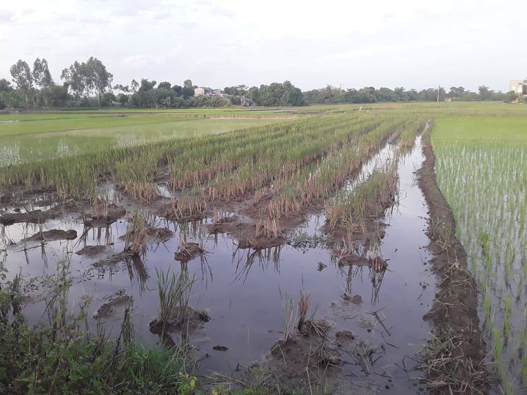 Những thửa ruộng bỏ hoang  ​