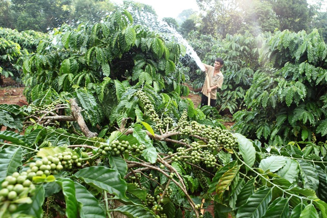 Gia Lai tích cực triển khai tín dụng chính sách đối với đồng bào dân tộc thiểu số