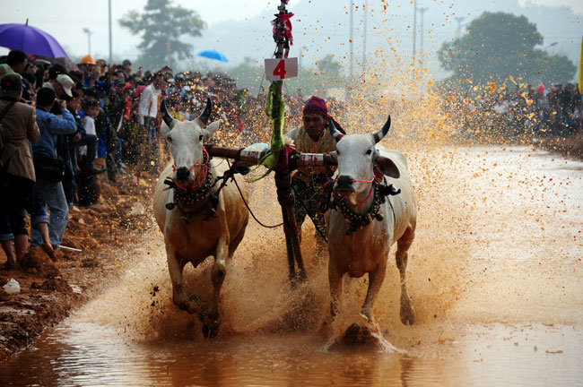 Tục đua bò của người Khmer