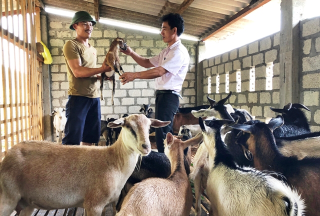 Phát huy hiệu quả của Tổ Tiết kiệm và vay vốn tại Bố Trạch, Quảng Bình