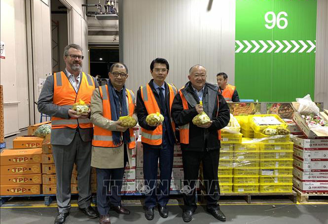 Nhãn tươi Việt Nam lần đầu tiên ra thị trường Australia
