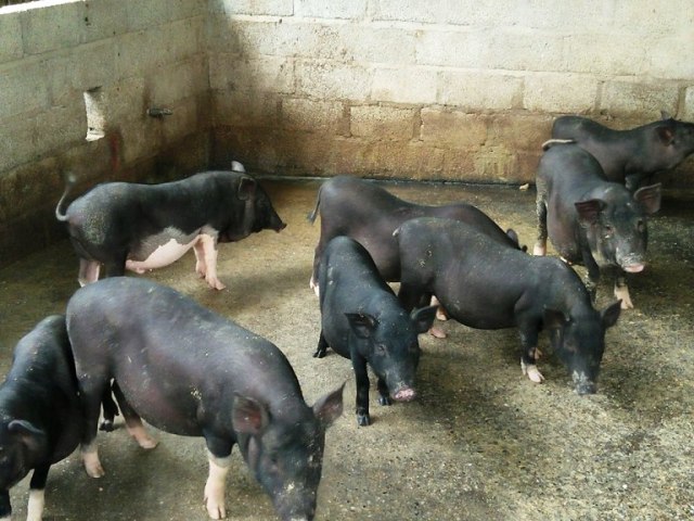 Vĩnh Phúc Tiếp tục đẩy mạnh phòng, chống dịch tả lợn Châu Phi