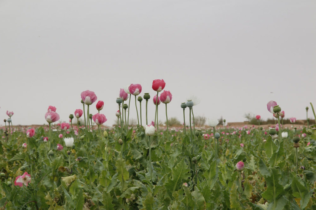 Liên hợp quốc Mỹ tấn công cơ sở ma túy ở Afghanistan làm chết nhiều dân thường