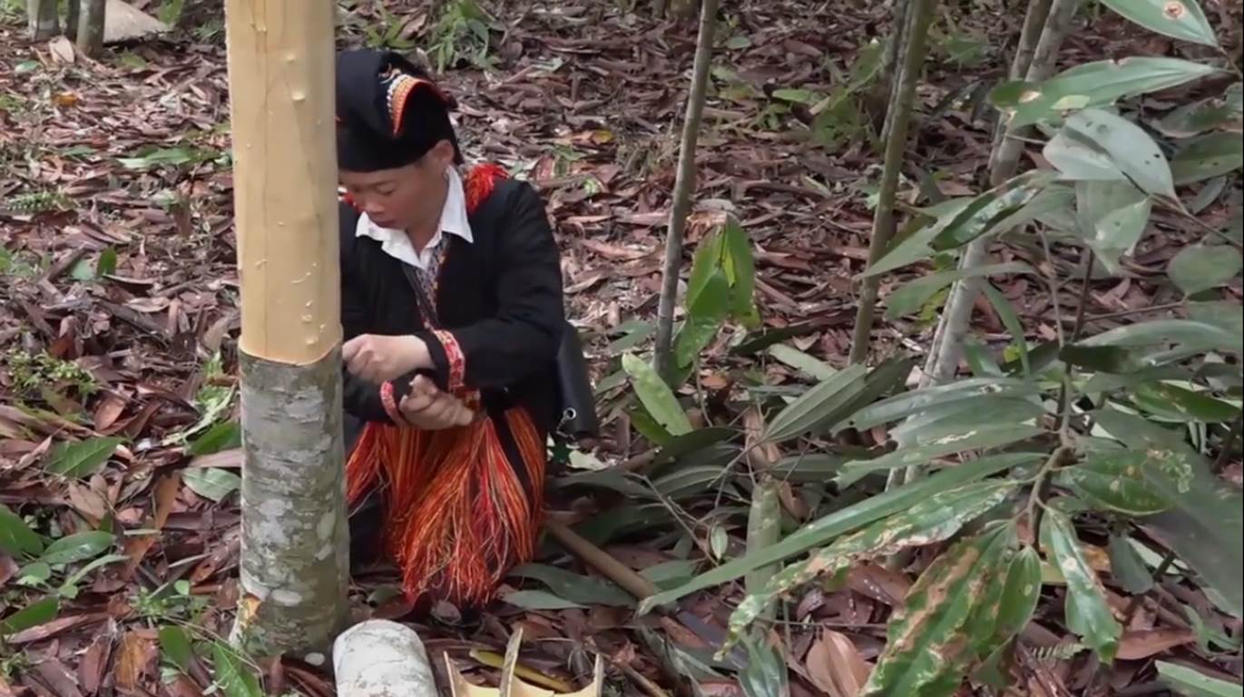 Yên Bái Sẵn sàng cho Lễ hội Quế Văn Yên lần thứ III