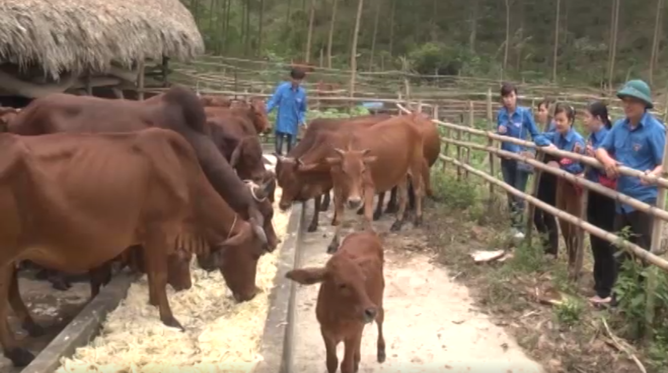 Tỉnh đoàn Yên Bái Đồng hành cùng đoàn viên thanh niên lập thân, lập nghiệp