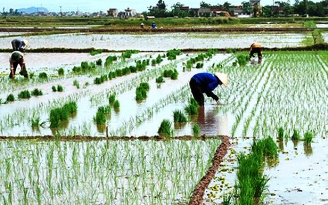 Phấn đấu gieo trồng 38 700 ha cây hằng năm trong vụ Đông Xuân 2019 - 2020