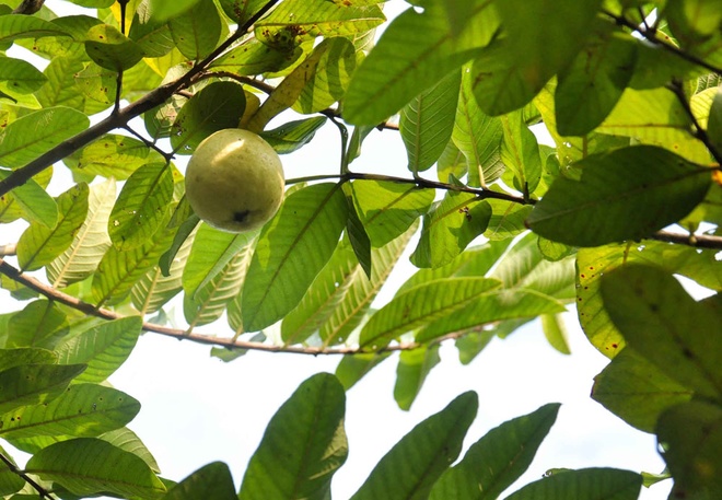 Hanoi’s guava village