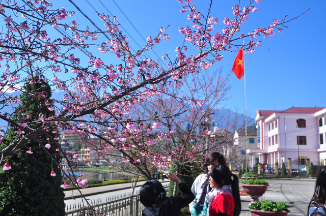 Cherry trees in blossom in highland town