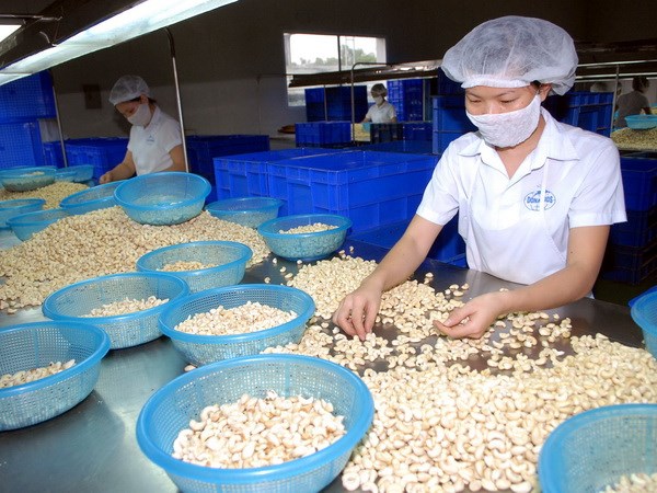 Cashew export revenue in 11 months surges over 19 percent
