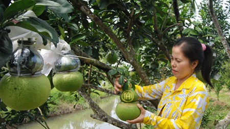 Farmers sell ‘strange Tet fruit