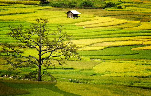Ha Long Bay, Mu Cang Chai among 50 most beautiful places