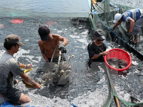 Vietnamese seafood industry moves to meet US new standards