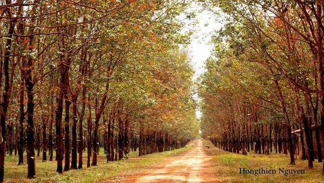 Rubber forests in Gia Lai province
