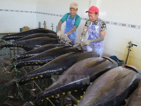 Binh Dinh province Fishermen gain big tuna catch