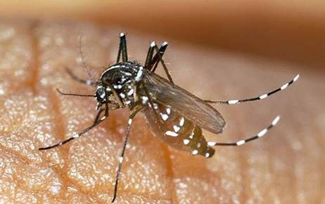 Dengue fever worries Malaysia