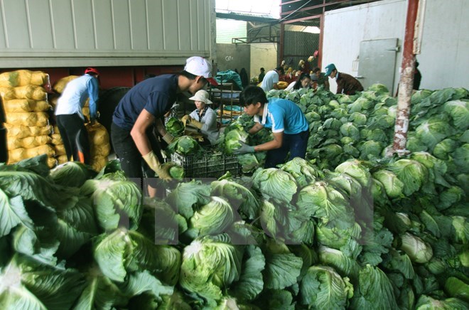Hanoi to export agricultural products to Japan, Malaysia