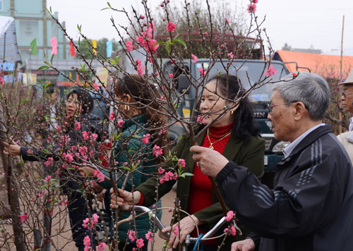 Vietnam Airlines carries apricot and peach blossoms for Tet holidays