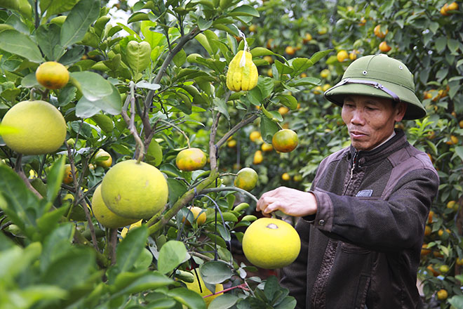 Unique ornamental plants for Tet