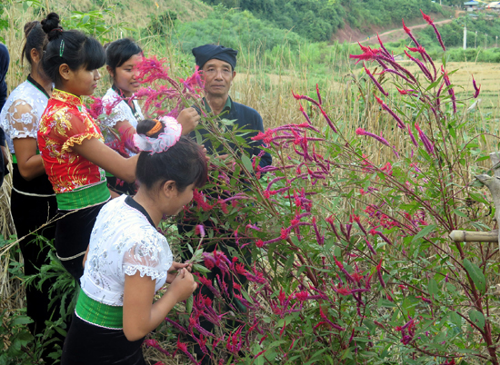 Unique flower Tet of Cong ethnic minority