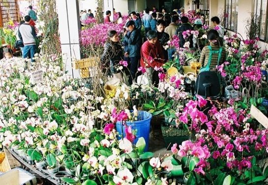 Hanoi’s Quang An flower market busier ahead of Tet