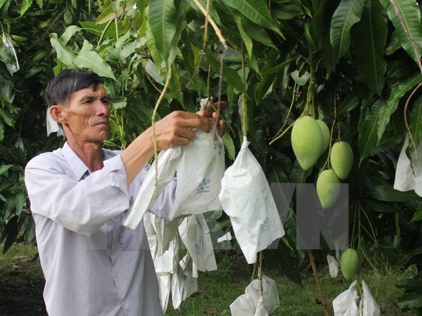 The growth of three-colour mangoes in Mekong Delta province