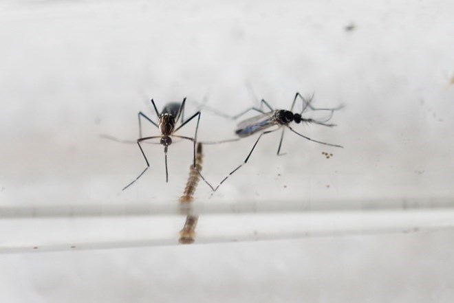 Indonesia issues travel advisory to Zika-hit countries