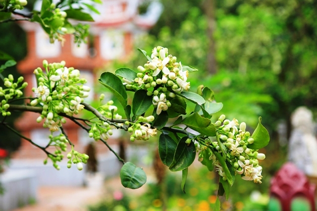 Grapefruit flower season