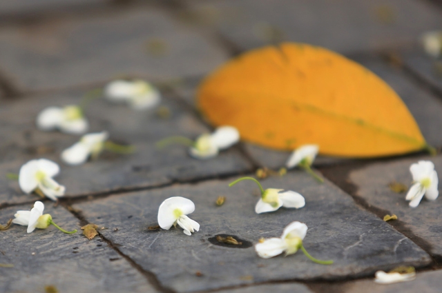 Hanoi beautified with flowers