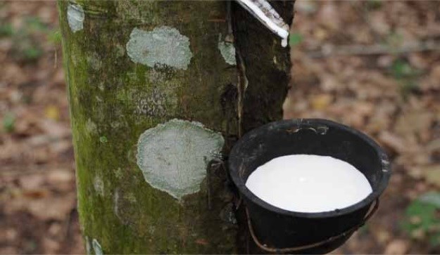 Indonesia cuts natural rubber exports