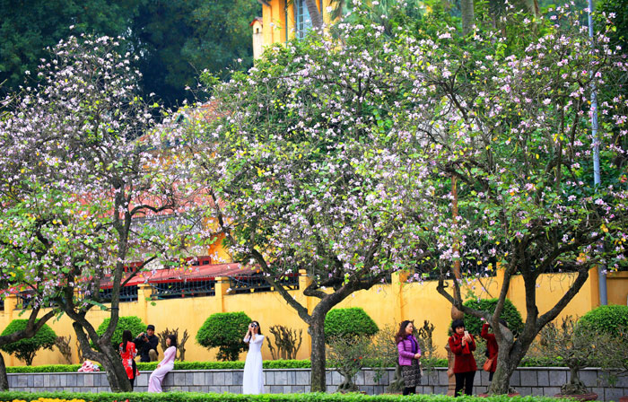 Ban flower in Hanoi