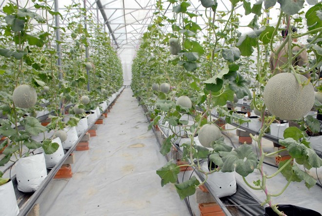 HCM City s agricultural restructuring a success