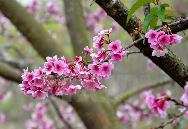 2016 Ha Long Cherry Blossom Festival to open