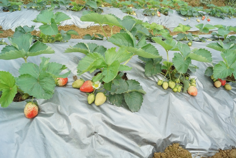 Northern mountainous town’s first strawberries improve farmers’ income