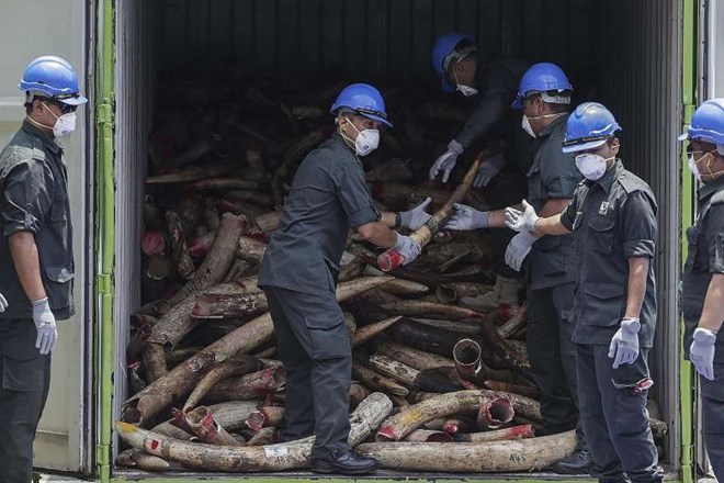 Malaysia destroys nearly 10 tonnes of ivory