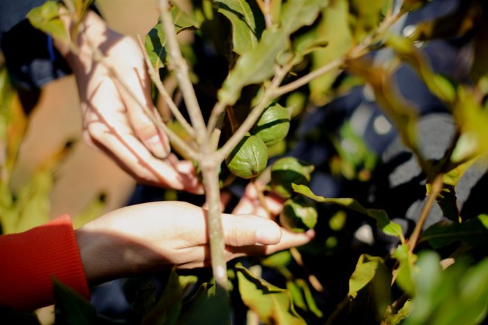 Nearly 10,000 hectares of macadamia to be planted in northwestern region and Central Highlands