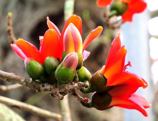 Do Son bombax ceiba flower in blossom