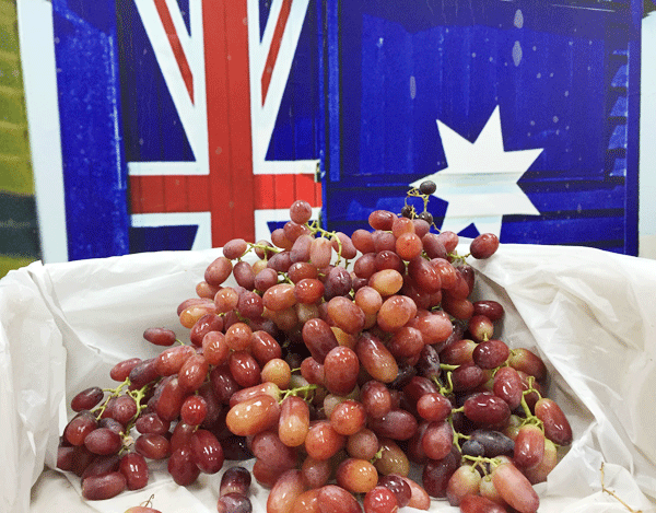 Australia promotes table grapes in Vietnam