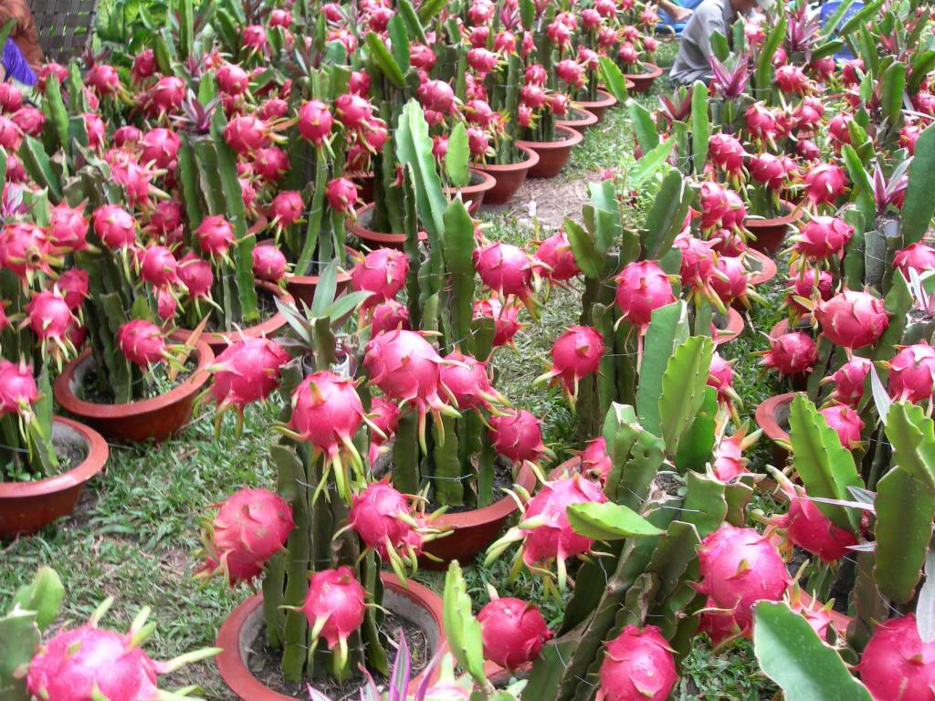 Australia progresses market access for Vietnamese dragon fruit
