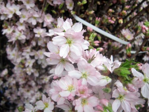 Cherry Blossom Festival to open in HCM city