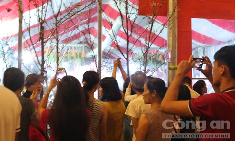 Cherry blossom festival attracts 50,000 people in Dong Nai