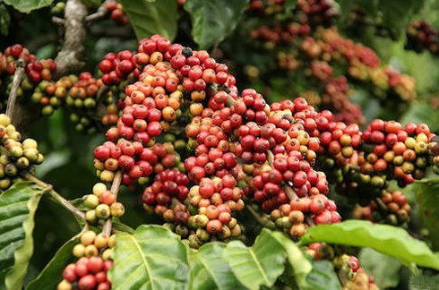 Country bags over USD10 billion from agriculture, forestry and fishery exports